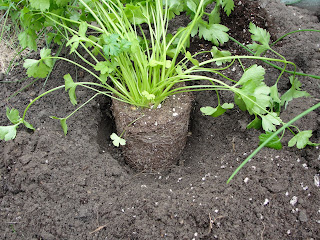 parsley plant sitting inside hole in garden to be planted