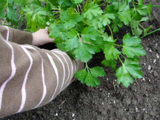 child pressing parsley plant into hole in ground