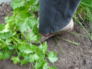 shoe pressing into parsley plant that is being planted
