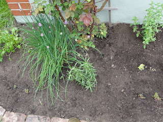 chives and rosemary growing in garden