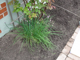 herb garden planting