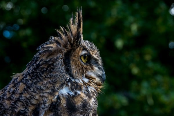 magical creatures owl
