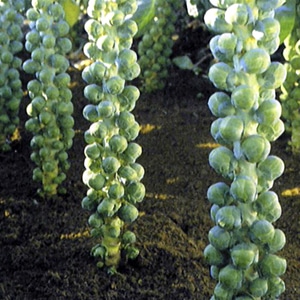 brussel spout plants