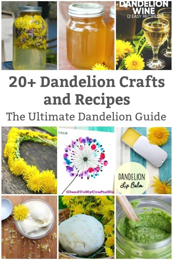 dandelion guide dandelion recipes and crafts