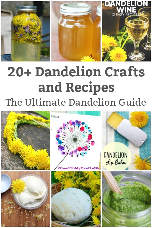 dandelion guide dandelion recipes and crafts