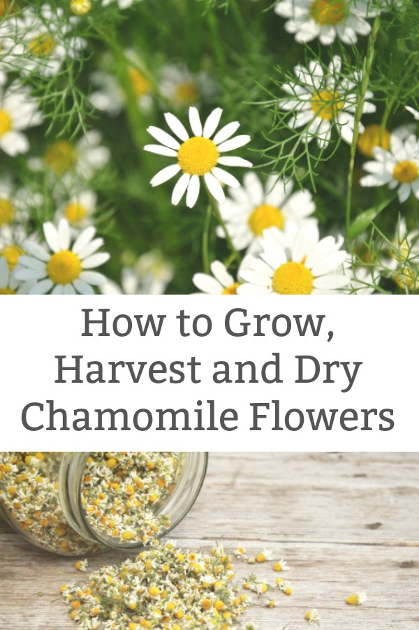 how to harvest chamomile and dry chamomile