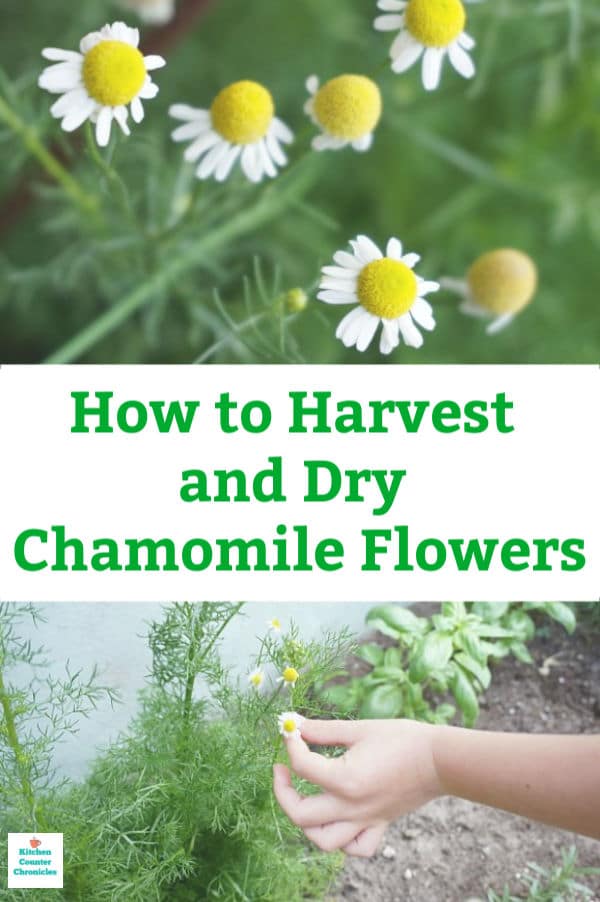 how to harvest chamomile and dry chamomile