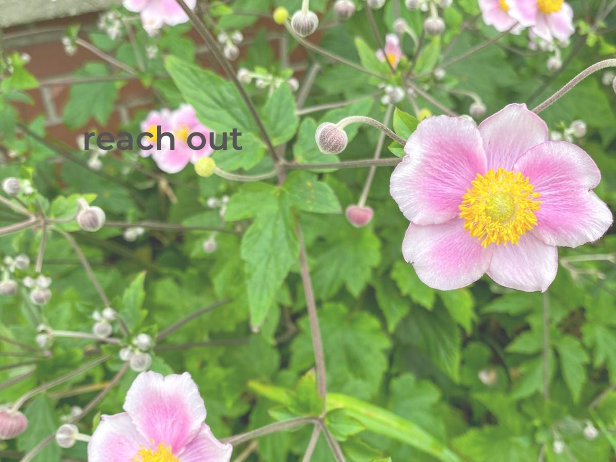 pink anemone flowers with words reach out