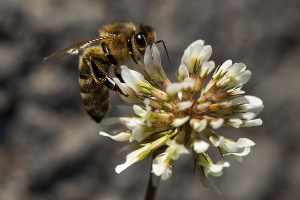 clover flower with bee