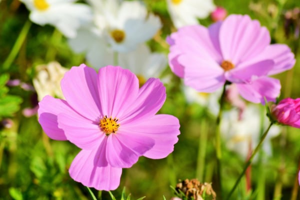 cosmo flowers
