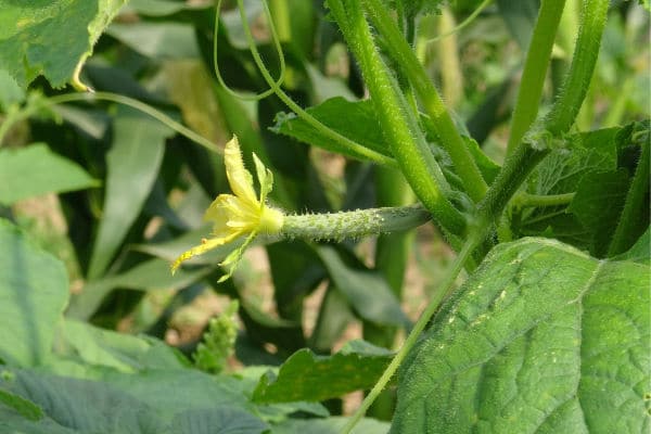 cucumber flowers