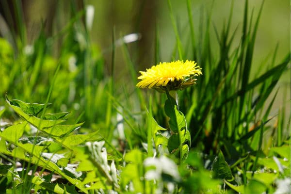 dandelion flower bloom