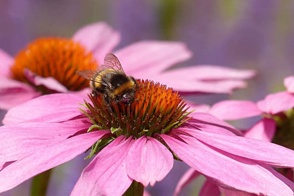 echinacea with bee garden