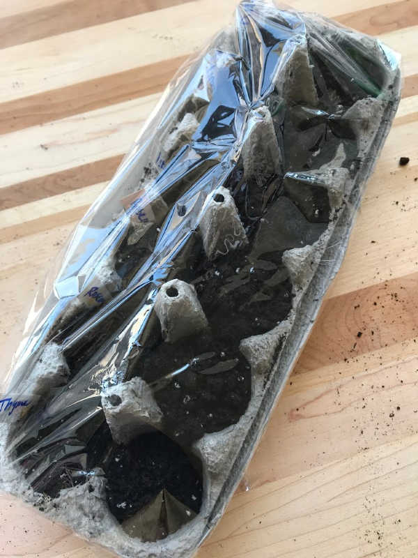 egg carton seedlings with plastic wrap cover