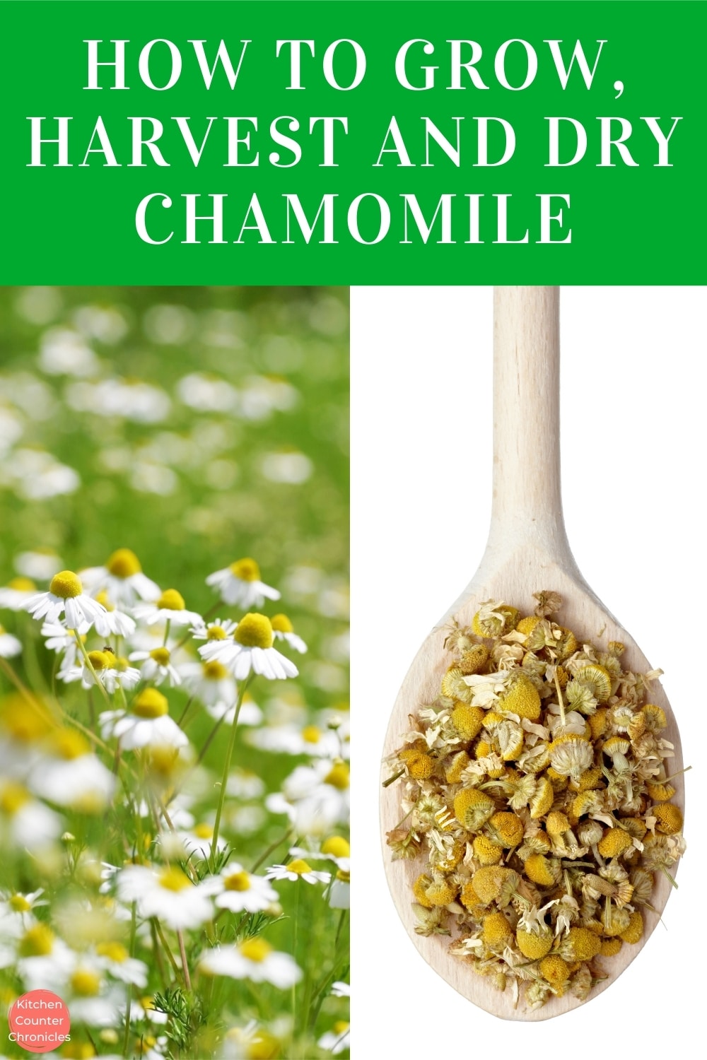 How to Harvest Chamomile and Dry Chamomile Flowers