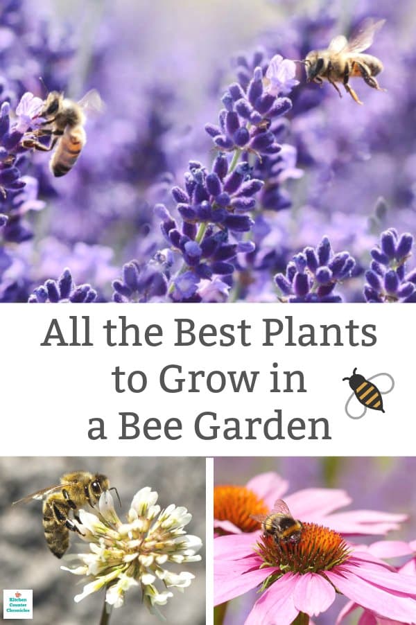 how to make a bee garden