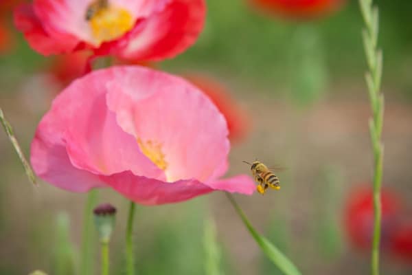 poppy flower with bee