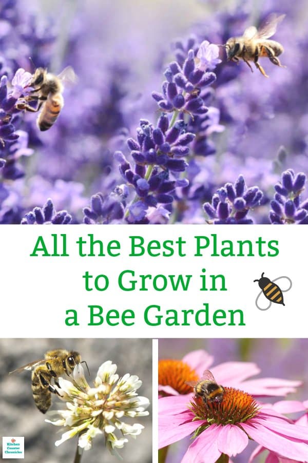 best plants to grow in a bee garden