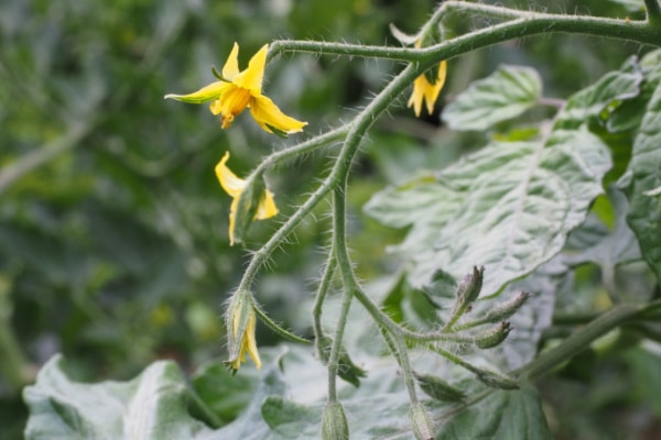 tomato flower with bees