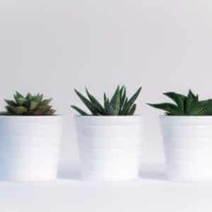 succulent plant for teen
