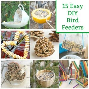 diy bird feeders to make