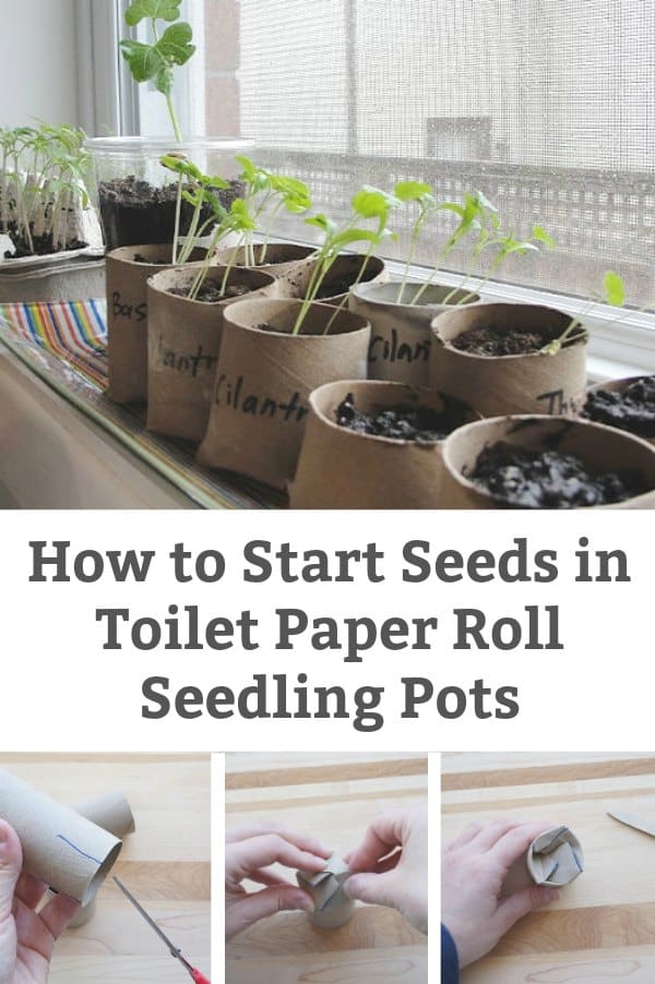 how to start seeds in toilet paper roll seedling pots