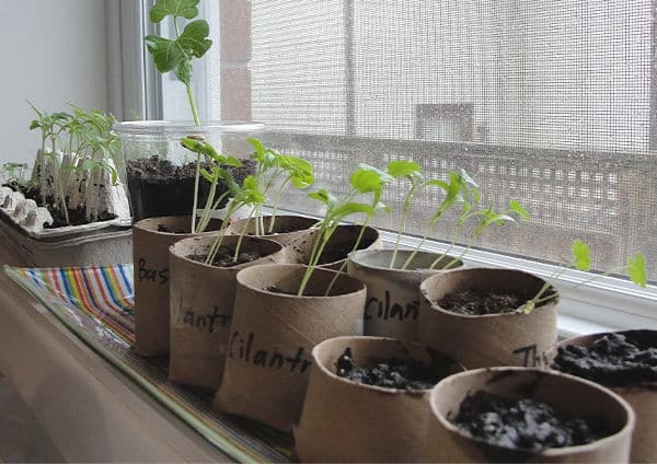 seedling in toilet paper rolls on window sill