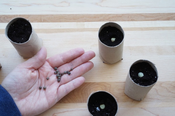 seeds in hand