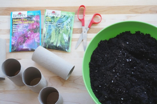 toilet paper pot for plants supplies