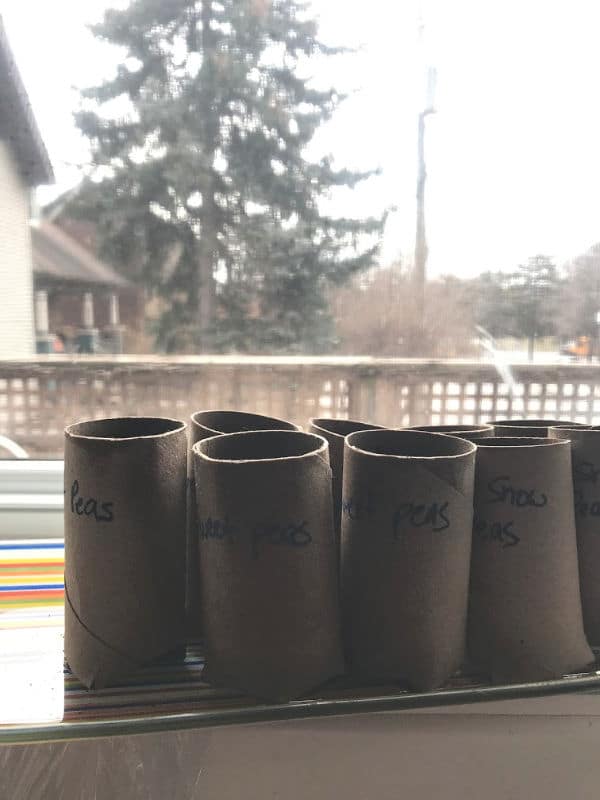 toilet paper roll pots on window sill