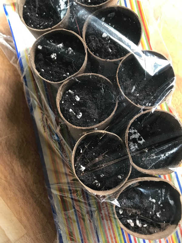 toilet paper roll pots with plastic wrap over them