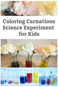 carnation science experiment stem activities for kids