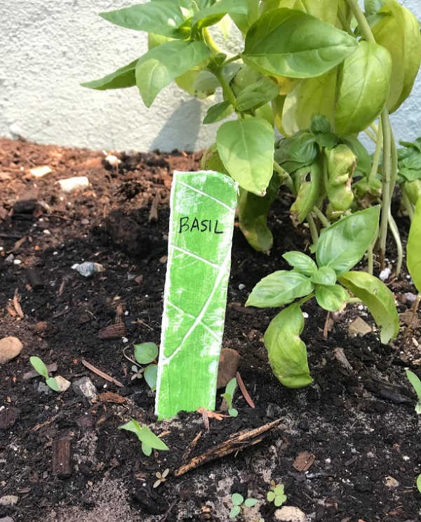 vegetable garden marker with basil in garden soil