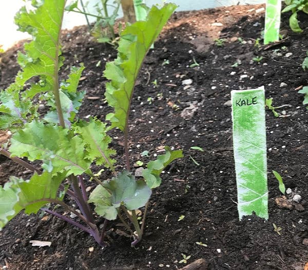 kale vegetable garden marker in garden