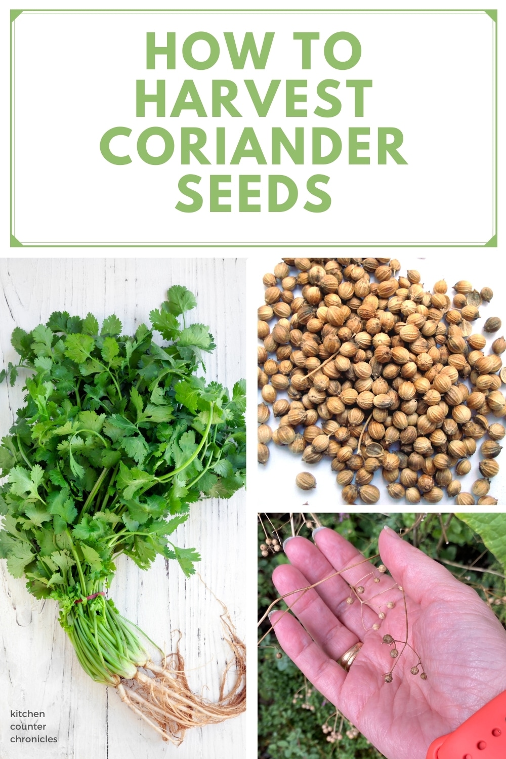 how to harvest coriander seeds with title and images of cilantro