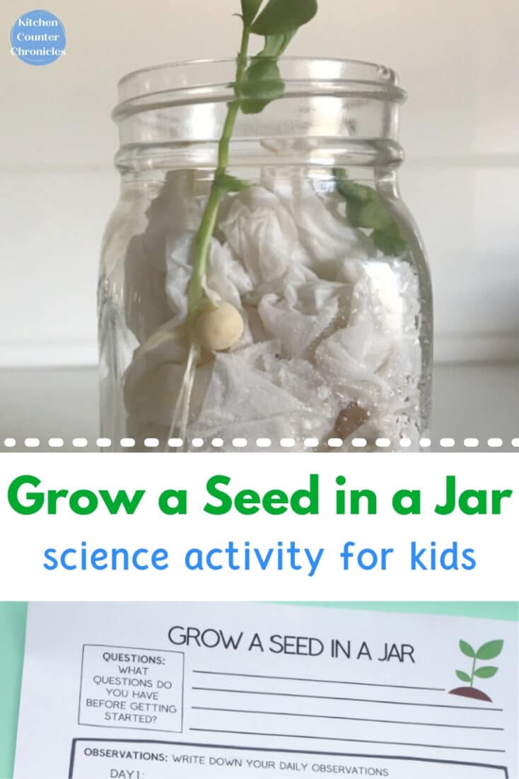 Grow a Seed in a Jar Spring STEM Activity for Kids image of seedling in mason jar
