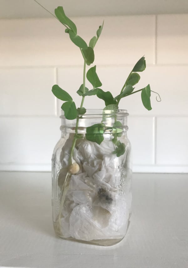 bean plant growing in jar spring stem activity for kids plant growing out of jar