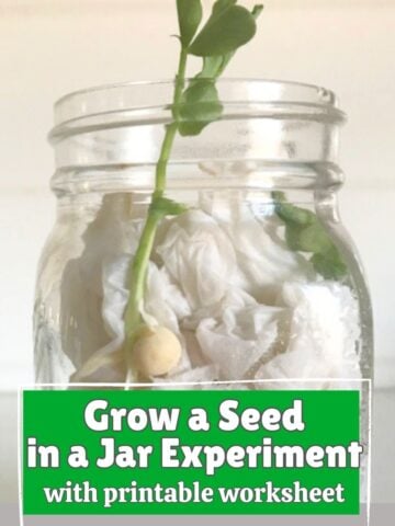 featured image for seed in a jar worksheet and activity