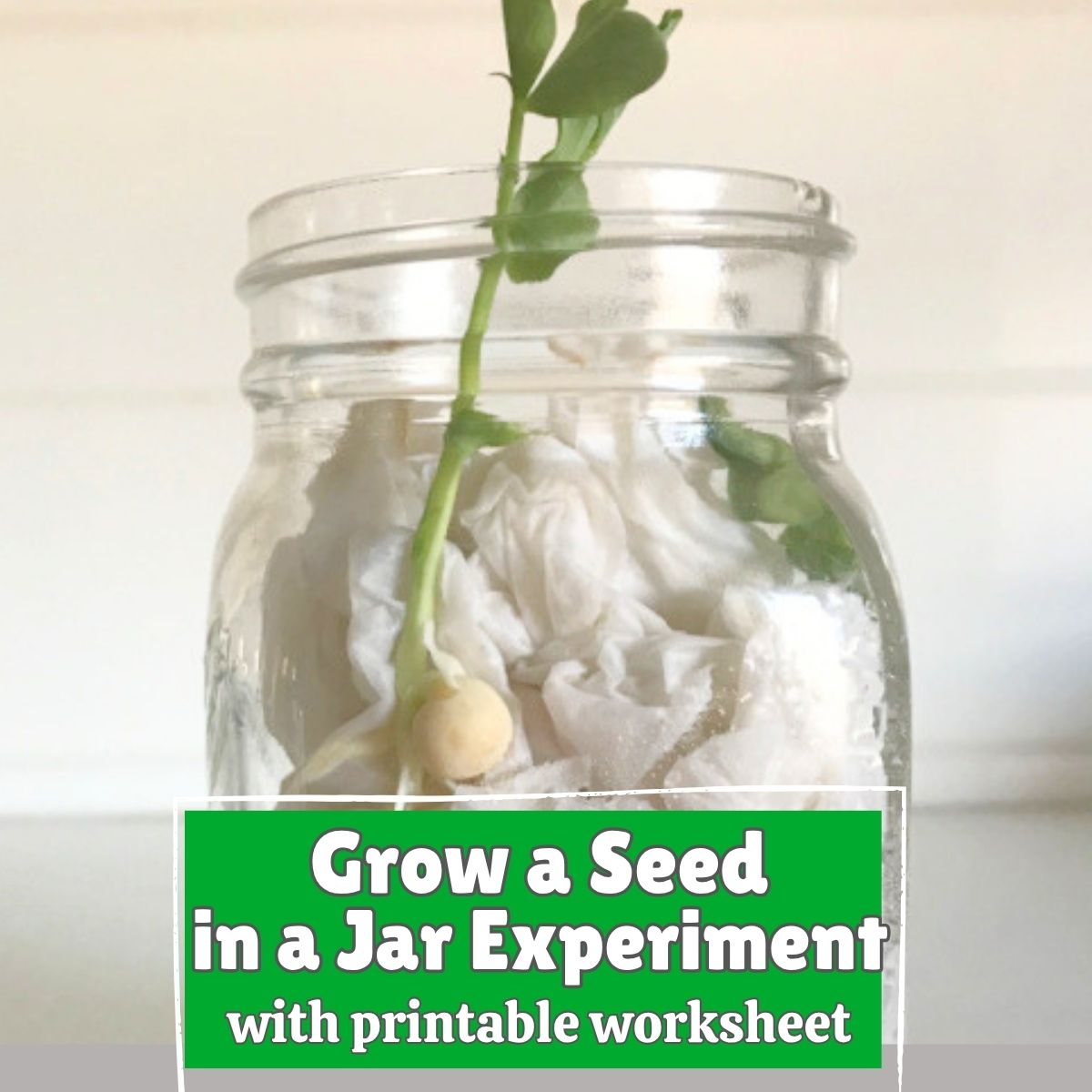 featured image for seed in a jar worksheet and activity