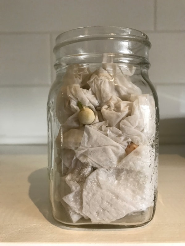 seed growing in a glass jar with stem and root emerging