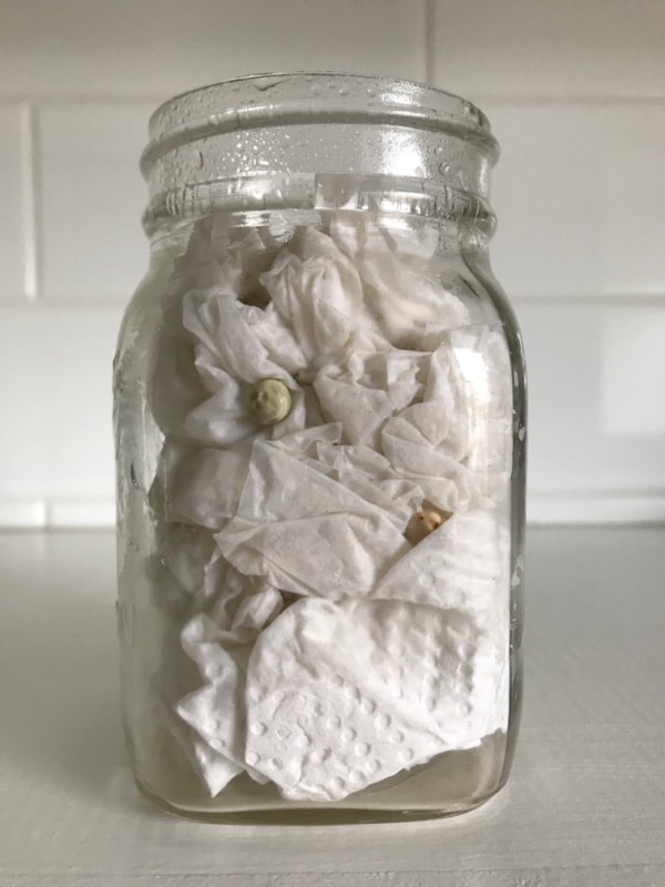 seed in a jar with wet paper towel