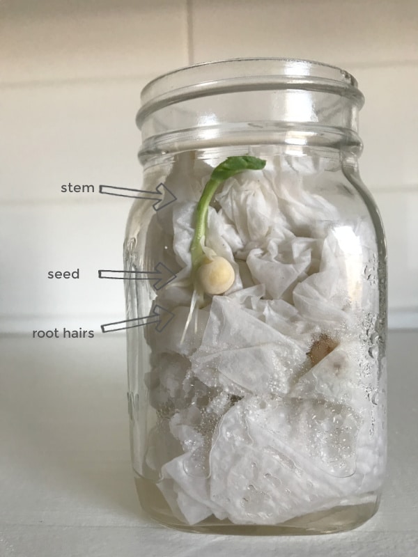 flower science experiment with seed, root and stem labelled