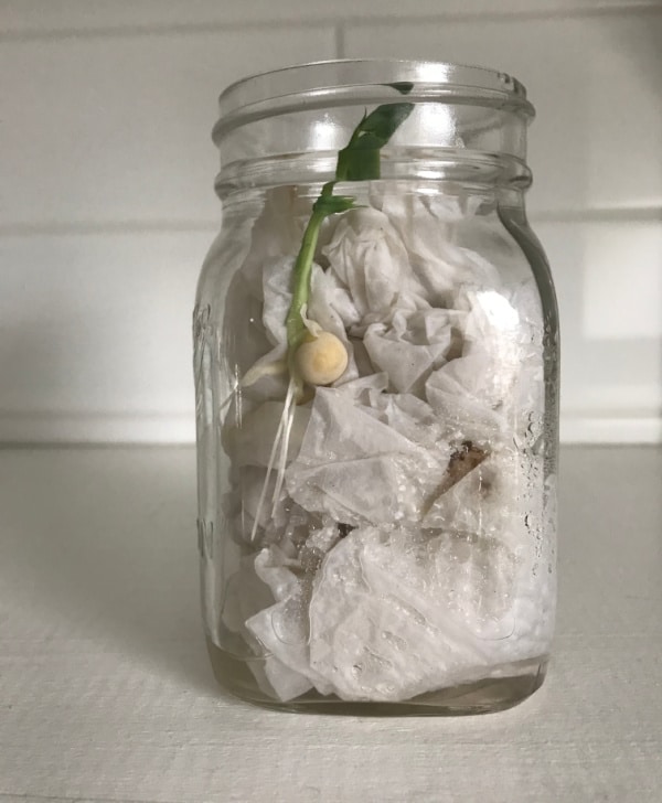 seed in jar with leaves emerging from paper towels at top of jar