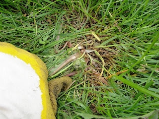 person's gloved hand pulling aside a dandelion weed.