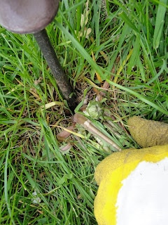weed tool going into soil to remove dandelion
