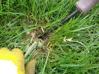 weed removing tool poking into the soil at the side of a dandelion