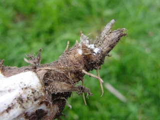broken dandelion root in person's hand