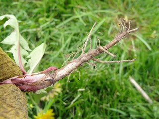 close up of dandelion root in woman's hand