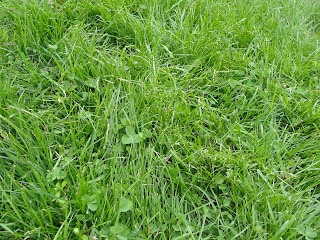patch of grass without any dandelions