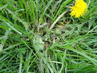 close up of dandelion weed in grassy lawn
